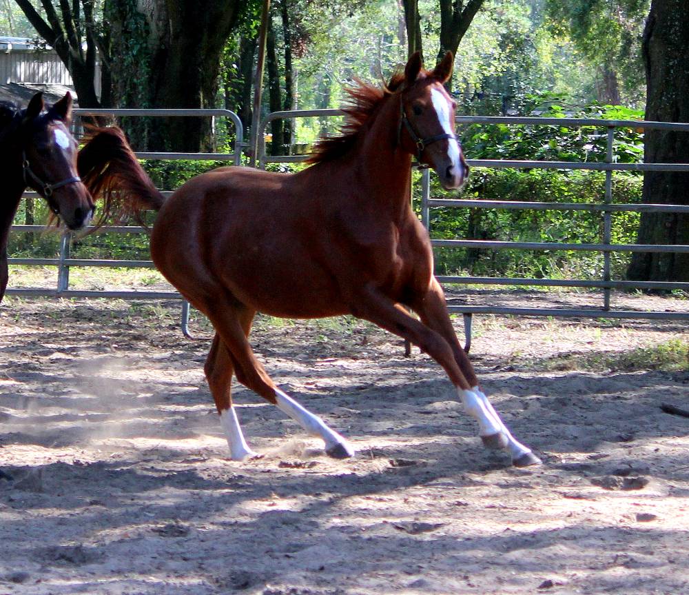 Daliyha FLF. GERMAN OLDENBURG Mare by Wild Dance out of Dom Perignon by Domingo