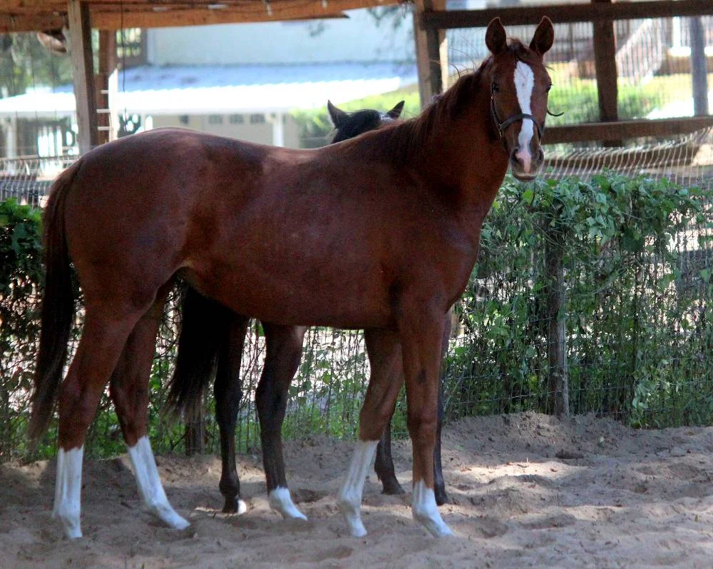 Daliyha FLF – German Oldenburg Mare by Wild Dance