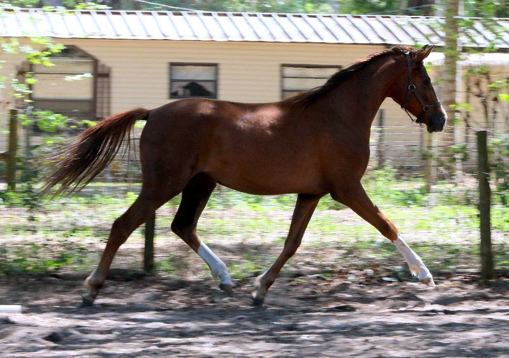 Zipitydoodah FLF – German Oldenburg Mare by Donnersohn