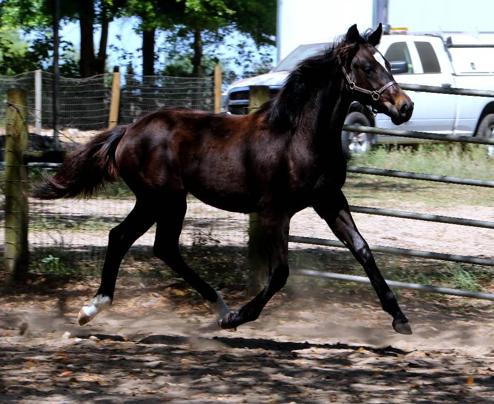 Front Stage FLF –American Warmblood Registry Mare by Le Andros out of Fedora by Ruffian