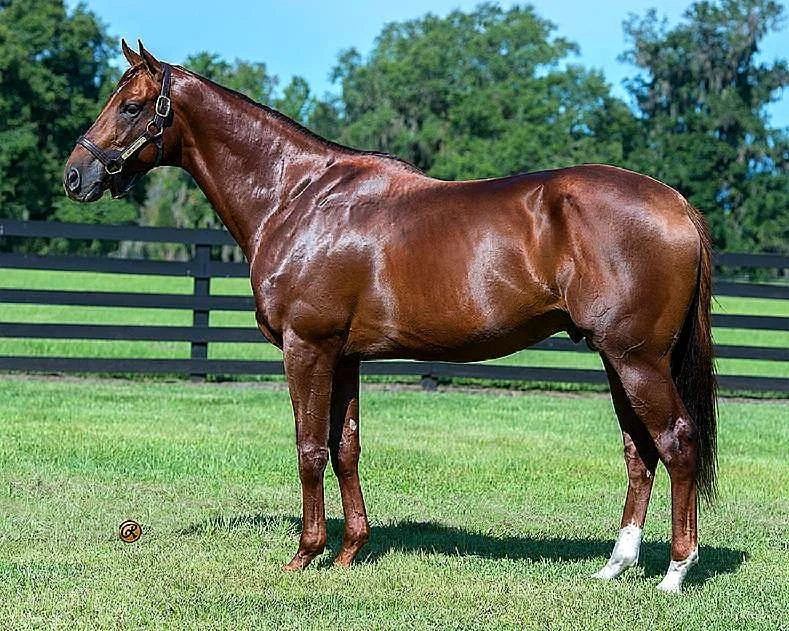 CAPO BASTONE-THOROUGHBRED REFERENCE SIRE
