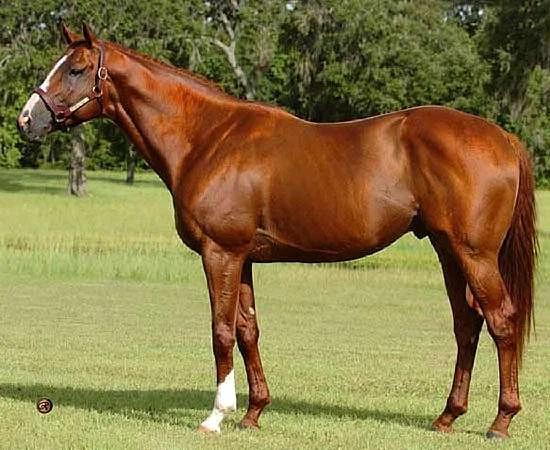 Indy King-Thoroughbred Reference Sire