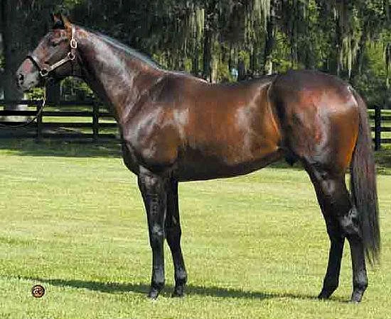 Spanish Steps -Thoroughbred Reference Sire