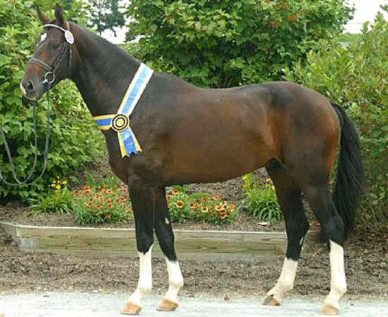 DONNERSOHN - BY HANOVERIAN STALLION DONNERSOHN