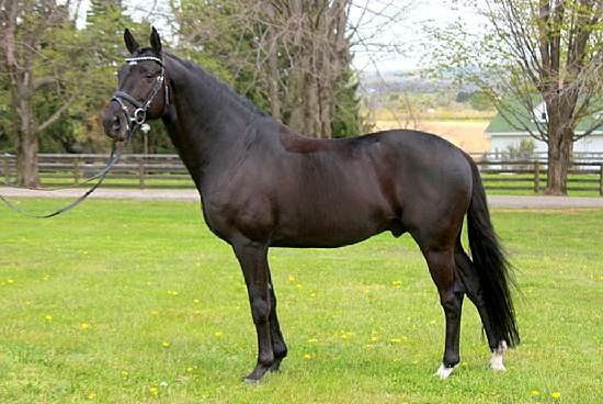VINCA- KWPN REFERENCE SIRE BY METALL OUT OF PERENNIAL BY OLYMPIC IDOCUS - HORSES FOR SALE BY VINCA