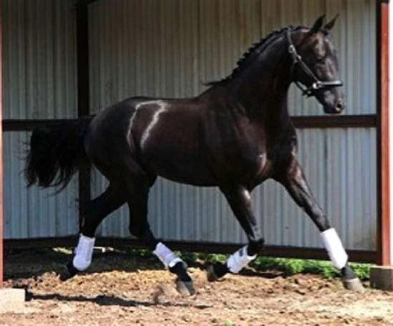 Sonntagskind - Hanoverian Reference Sire by Sandro Hit