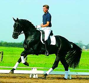 SOPRANO- GERMAN OLDENBURG REFERENCE SIRE