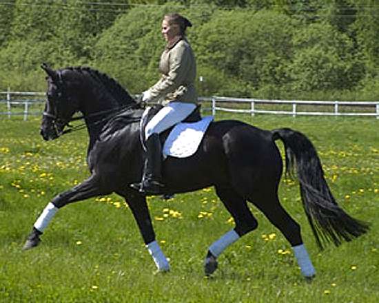 RUBIGNON - GERMAN OLDENBURG STALLION