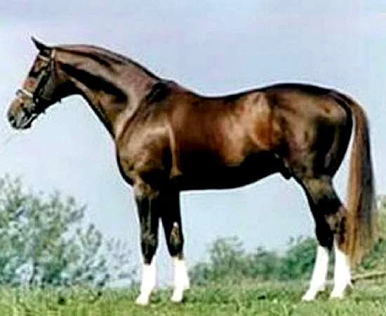 Roemer - KWPN Reference Sire