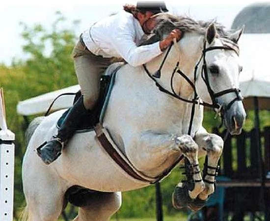 IRONMAN - GERMAN OLDENBURG REFERENCE SIRE