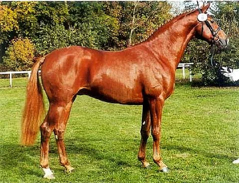 LONDONDERRY - HANOVERIAN REFERENCE SIRE