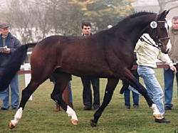 PABLITO-HANOVERIAN REFERENCE SIRE