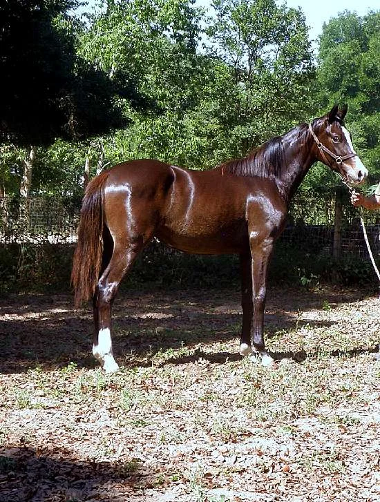 DECKED OUT- 2015 GERMAN OLDENBURG MARE FOR SALE BY DOCTOR WENDELL MF OUT OF DOM PERIGNON - HANOVERIAN MARE BY DOMINGO OUT OF CLOSET DANCER