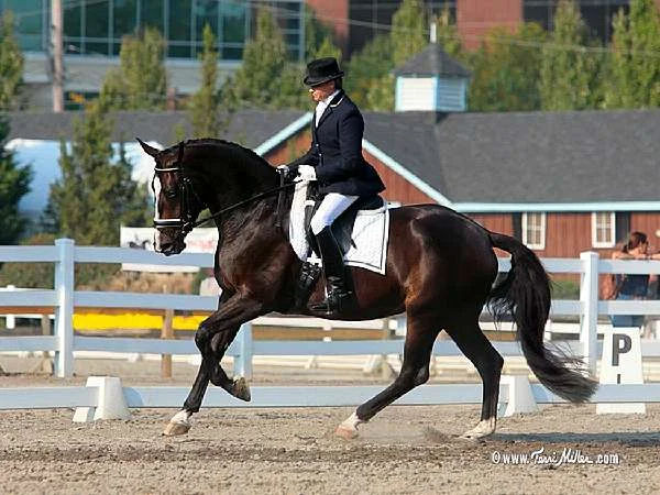 FEDORA -GERMAN OLDENBURG MARE BY RUFFIAN OUT OF FIONA BY FEINER GRAF IN FOAL TO LE ANDROS
