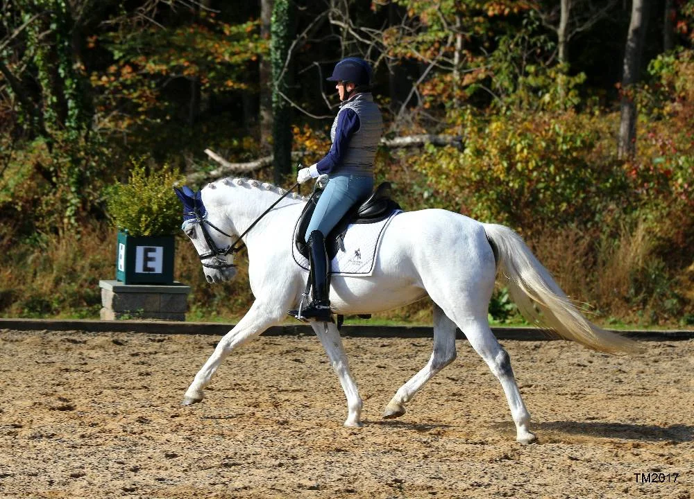 Felicity FLF- Warmblood Sport Pony by Le Andros