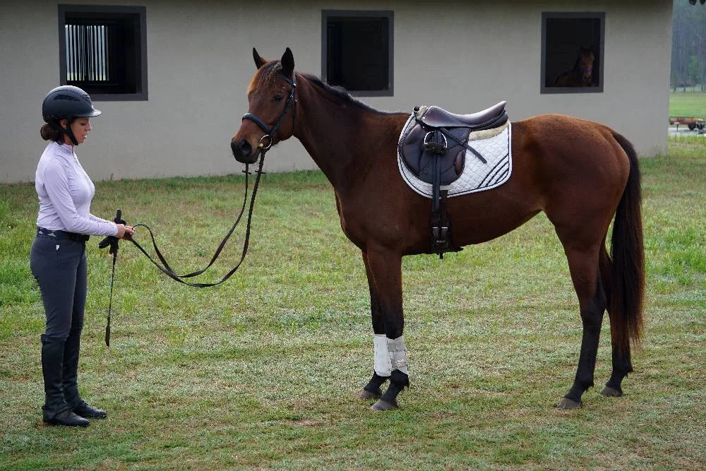 FOSTERING GREATNESS-2013 SPORTHORSE PROSPECT BY GREATNESS OUT OF PRO DIGGER BY POLISH PRO