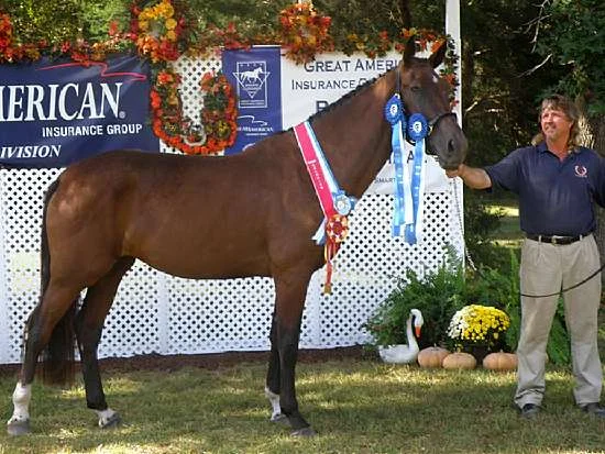 ISABELLA-GERMAN OLDENBURG MARE BY LE SANTO OUT OF IVY LEAGUE BY ROEMER