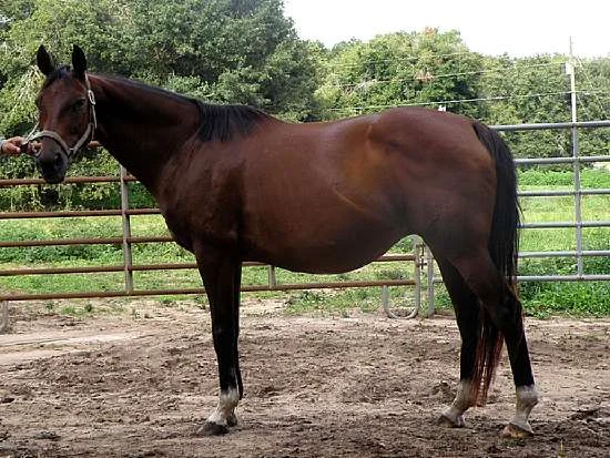 JASMINE JONES IMPORTED THOROUGHBRED MARE