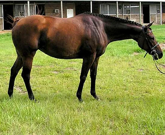 KEA LANI - THOROUGHBRED MARE BY COUNTRY PINE OUT OF CREDIT CARD CALLER BY PHONE TRICK