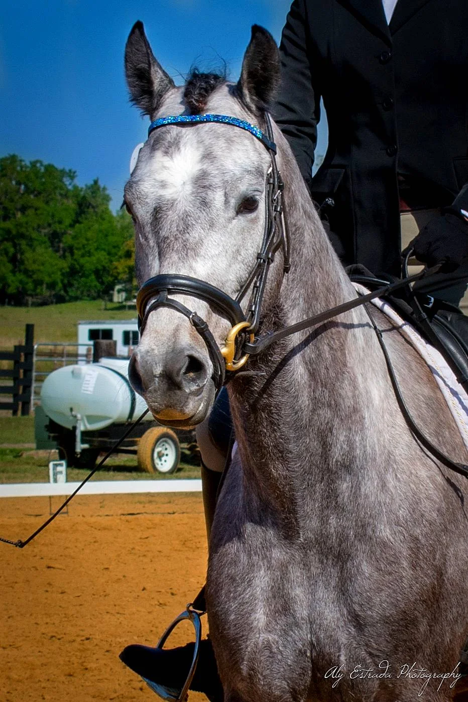 LASSO LA LUNE FLF-WARMBLOOD FOR SALE BY LE ANDROS (LE SANTO) OUT OF ZEJALUNA BY PALMENHAIM
