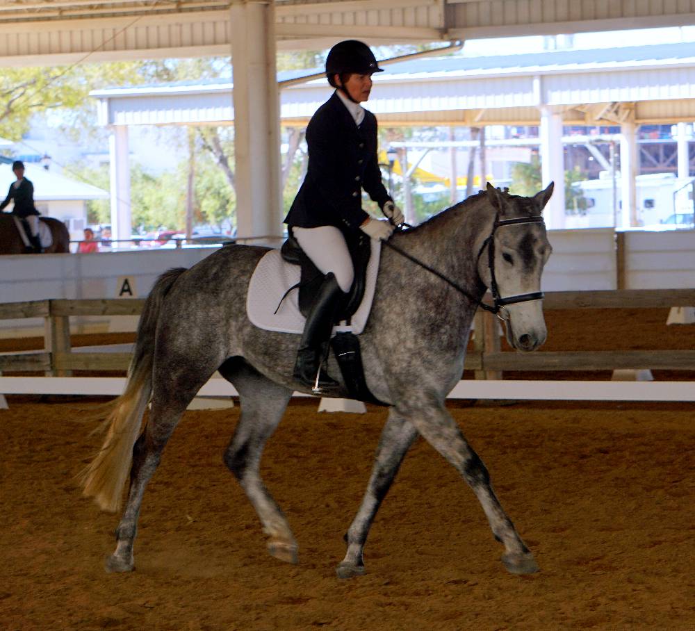 L’EXCALIBUR FLF-WARMBLOOD GELDING BY LE ANDROS (LE SANTO) OUT OF FOX TROT