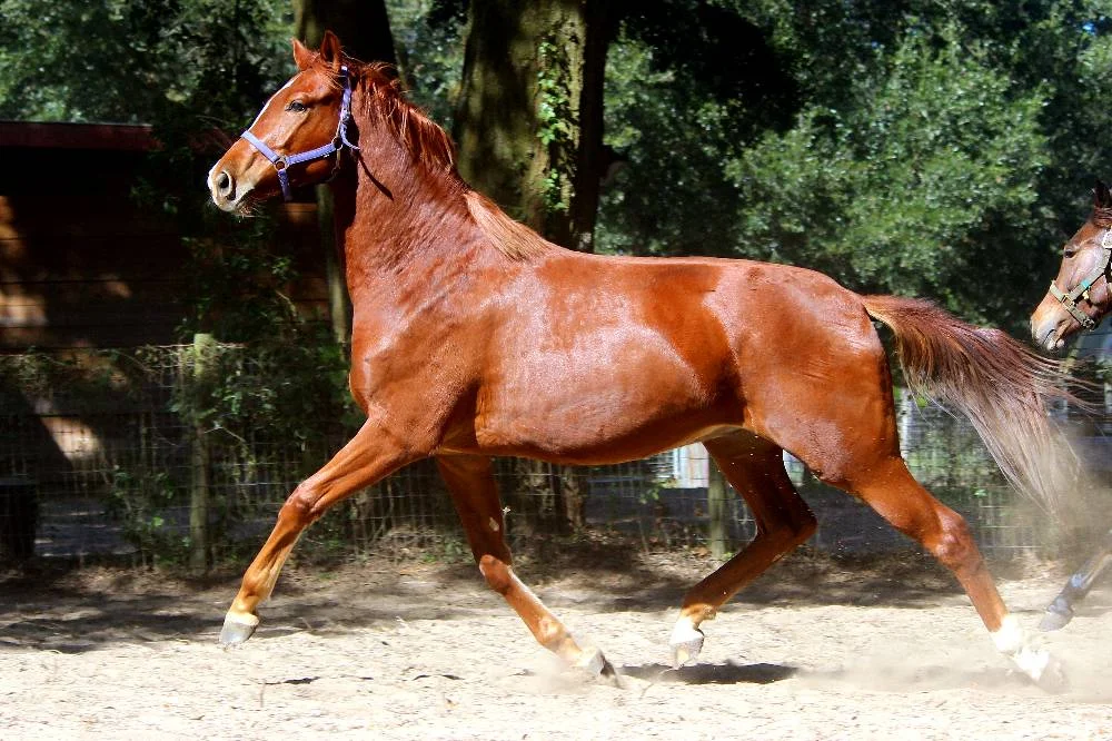 LONDON FOG FLF- GERMAN OLDENBURG GELDING BY LONDONDERRY OUT OF ISABELLA -LE SANTO/ROEMER