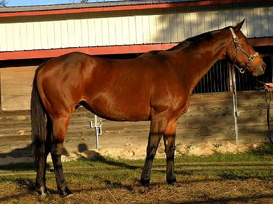 RALSY - THOROUGHBRED MARE BY WELLDECORATED