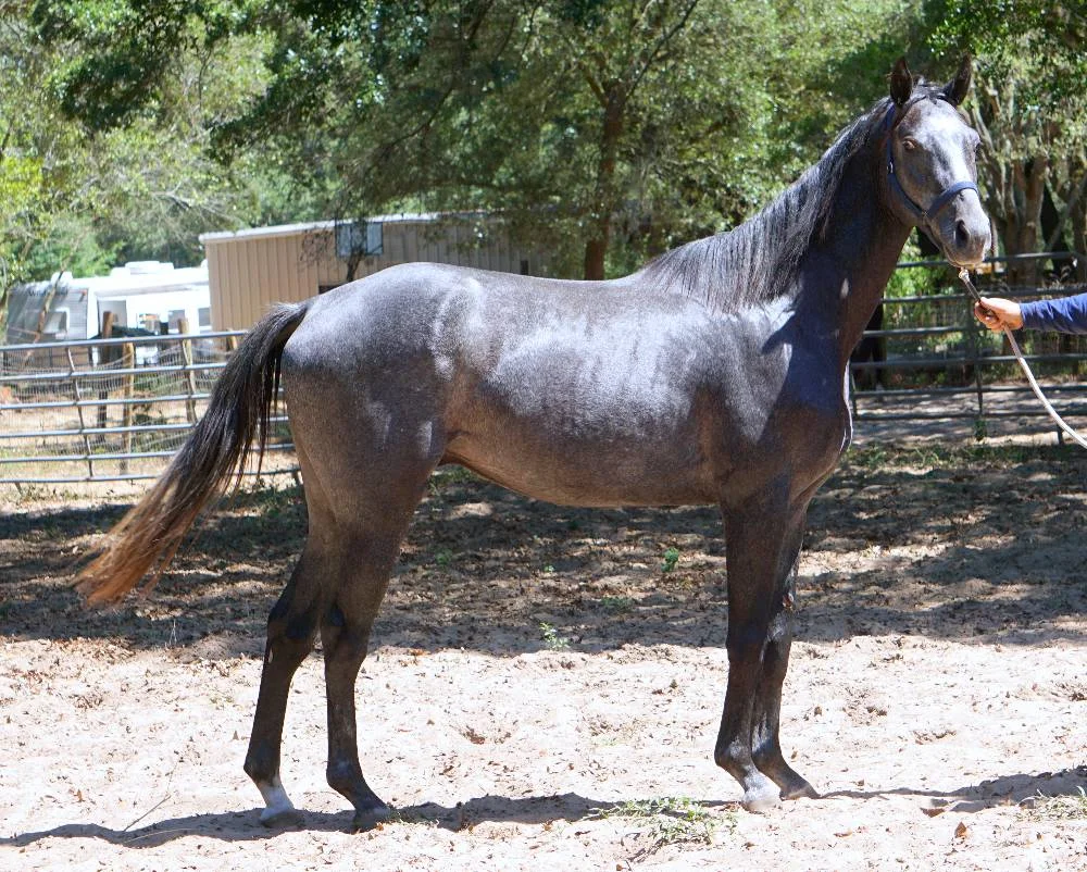 ROLLIN HONOR -THOROUGHBRED SHOW PROSPECT BY VALUE PLUS OUT OF HIGH ROYAL HONOR BY HONOR GRADES