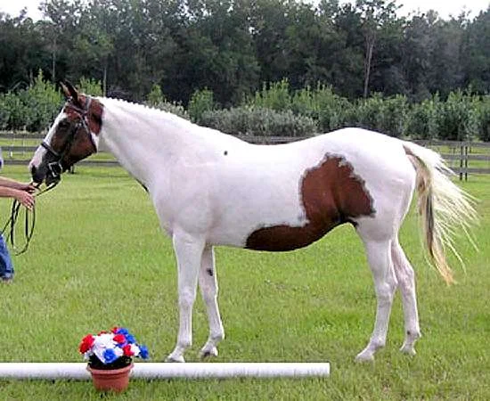 SKIPPIN JACKIE - OLDENBURG APPROVED BROODMARE BY SKIPPIN REED OUT OF BRIGHT AND WILD BY KINGFISHER