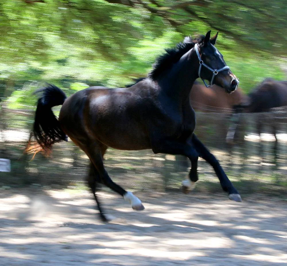 SOUND OF MUSIC- 2015 GERMAN OLDENBURG GELDING FOR SALE BY SOPRANO OUT OF FEDORA BY RUFFIAN