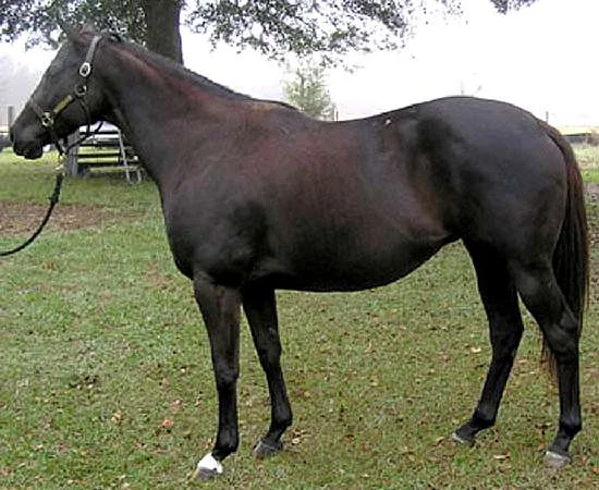 TROPICAL CHARM - THOROUGHBRED BROODMARE FOR SALE BY HALO'S IMAGE OUT OF FINE WINE BY HOOCHED-MARE IN FOAL TO KEYED ENTRY FOR SALE