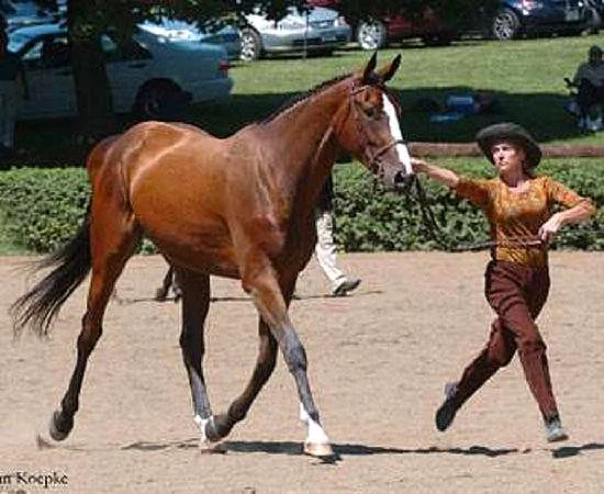 MY DUSTY VALENTINE - THOROUGHBRED SPORTHORSE BY PISTOLS AND ROSES OUT OF DESTINY’S DARLING