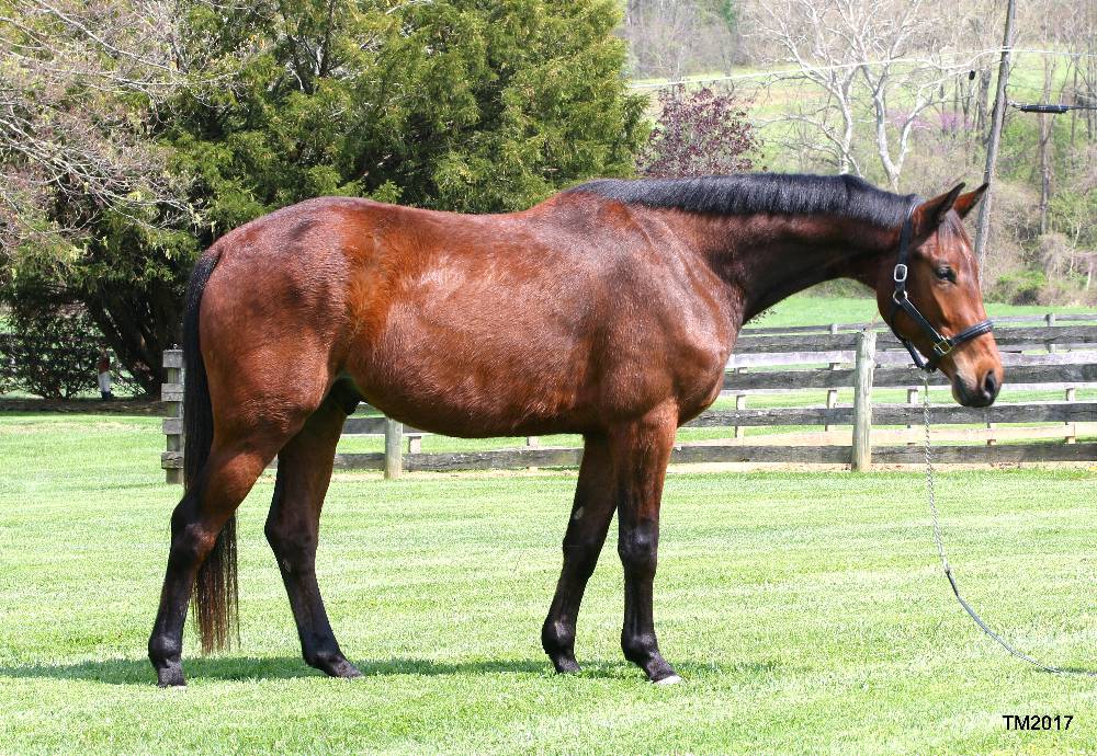 VECTOR FLF- 2013 GERMAN OLDENBURG GELDING FOR SALE BY VINCA OUT OF IMPORTED WESTFALEN MARE BY POLONY