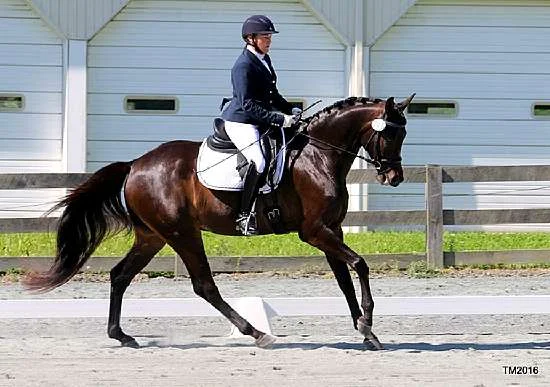 SHAMUS FLF - GERMAN OLDENBURG GELDING FOR SALE BY SONNTAGSKIND OUT OF ZEJALUNA BY PALMENHAIM