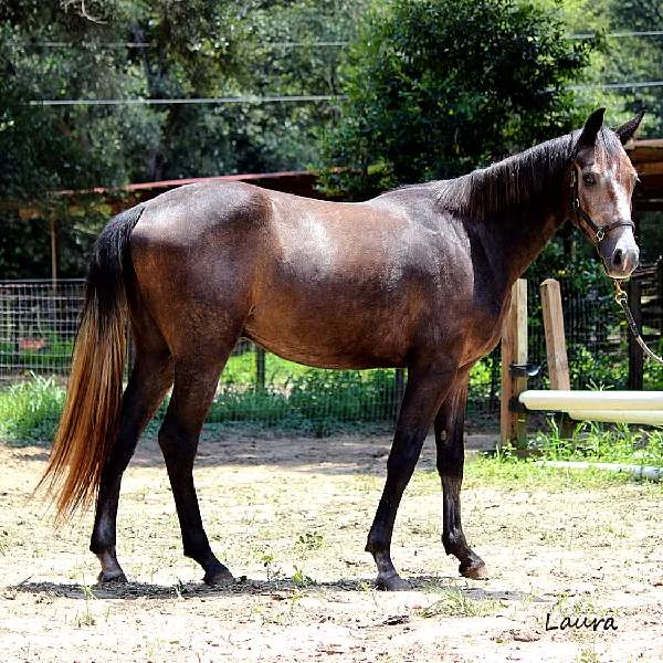 LOTHARIO FLF- GERMAN OLDENBURG FOR SALE BY LANDKONIG OUT OF ZEJA VU BY IRONMAN