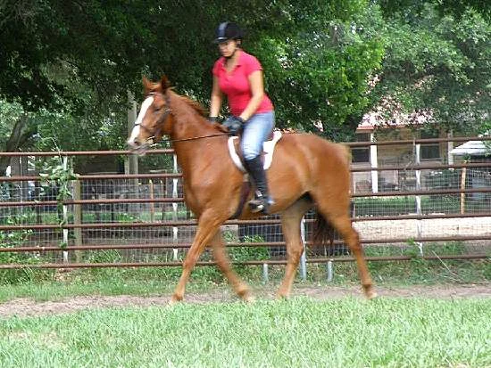 BARRING THE STORM-THOROUGHBRED SPORT HORSE