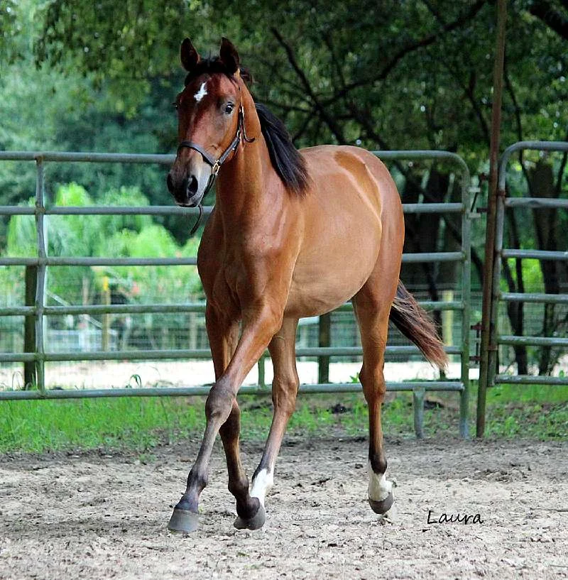 Socialite FLF -  ½ Andalusian/Iberian Warmblood Mare by Desplante XIII