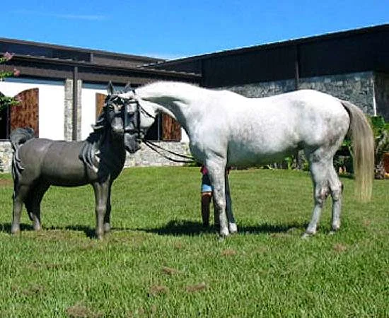 Zejaluna - Trakehner Broodmare by Palmenhain
