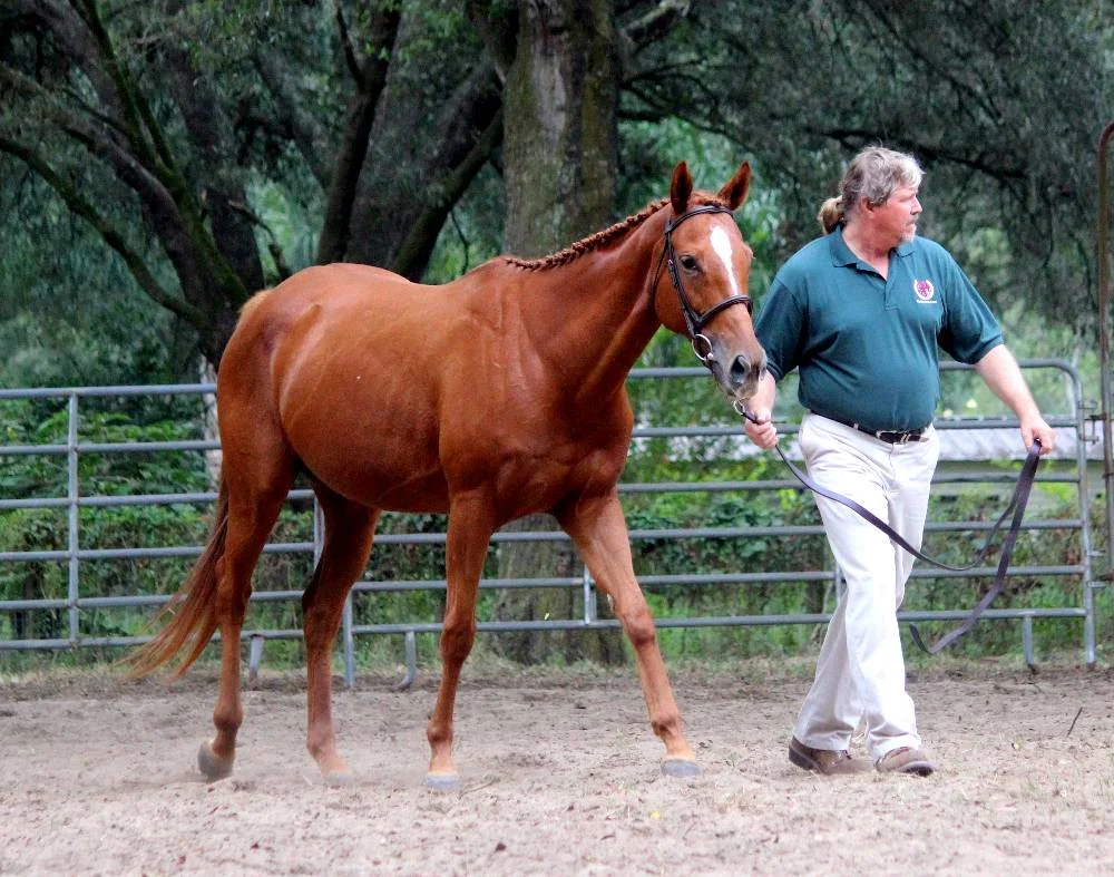Skyrocket Rose - Thoroughbred Broodmare by Gaff