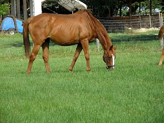 She’s Silver - Stakes Producing Thoroughbred Broodmare by Silver Hawk