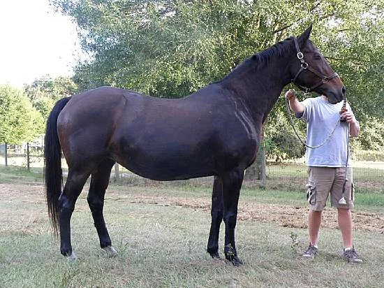 Ivy League - KWPN NA Mare by Roemer