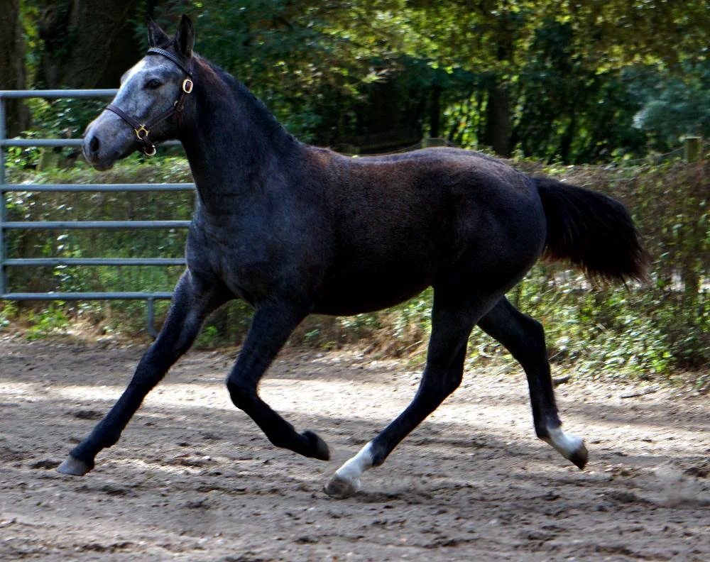 For Sure Trot 2.jpg