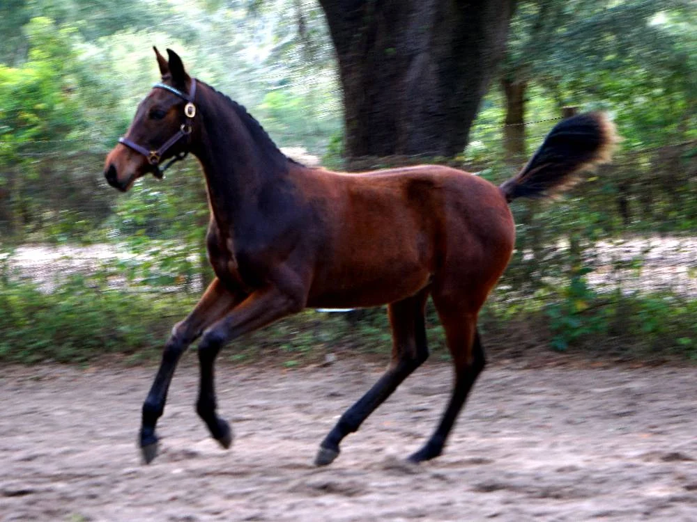 MakemydayCanter.jpg