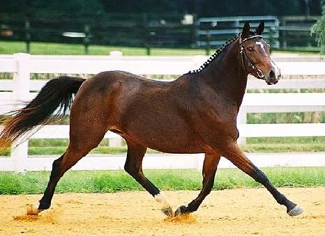 COURTASH KOTTON KANDY- WESER-EMS MARE IN FOAL TO LE ANDROS