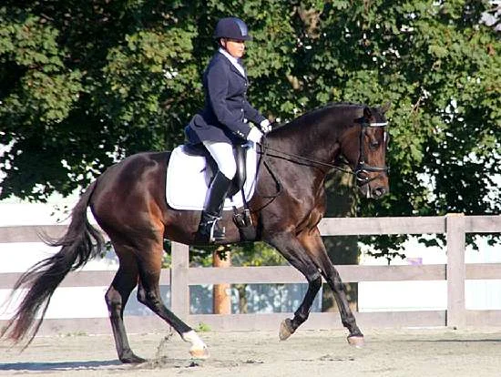 GERMAN OLDENBURG MARE BY LE SANTO OUT OF BARRY'S MONEY BY WAR SECRETARY