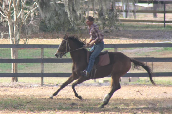 GRACED WITH POWER - THOROUGHBRED MARE BY HOLY GROUND OUT OF KEA LANI BY COUNTRY PINE