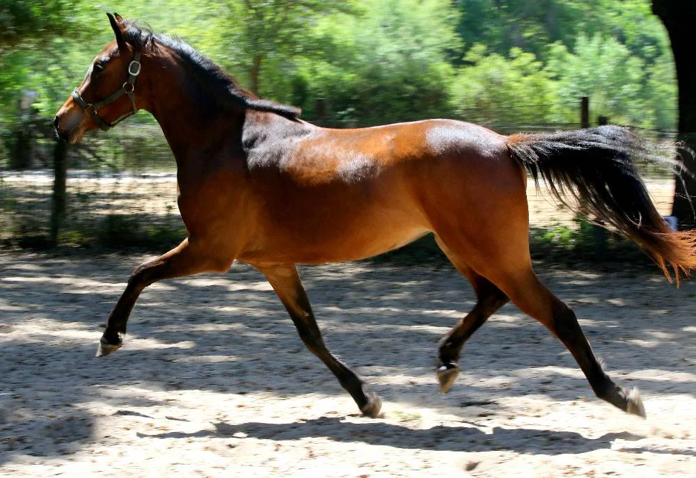 CAROUSEL FLF-2015 a WARMBLOOD MARE FOR SALE BY LE ANDROS (LE SANTO) OUT OF COURTASH KOTTON KANDY BY COURTASH KARNIVAL