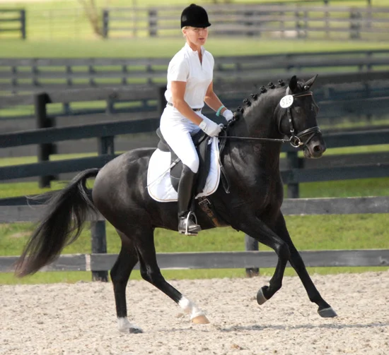 Burberry--Weser-Ems Stallion by Bodyguard