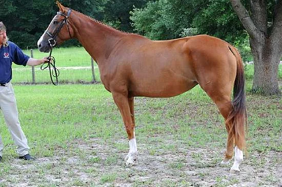 DRINK OR DIE -THOROUGHBRED MARE BY UNBRIDLED'S IMAGE OUT OF MEHTMEATTHELODGE BY ISLAND WHIRL