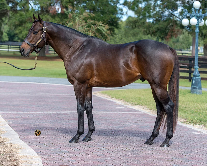 THOROUGHBRED STALLION BY CURLIN OUT OF Magical Ride, by Storm Cat